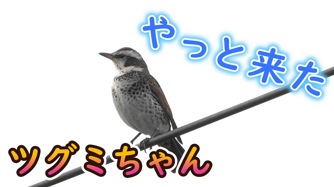 やっと来たツグミ