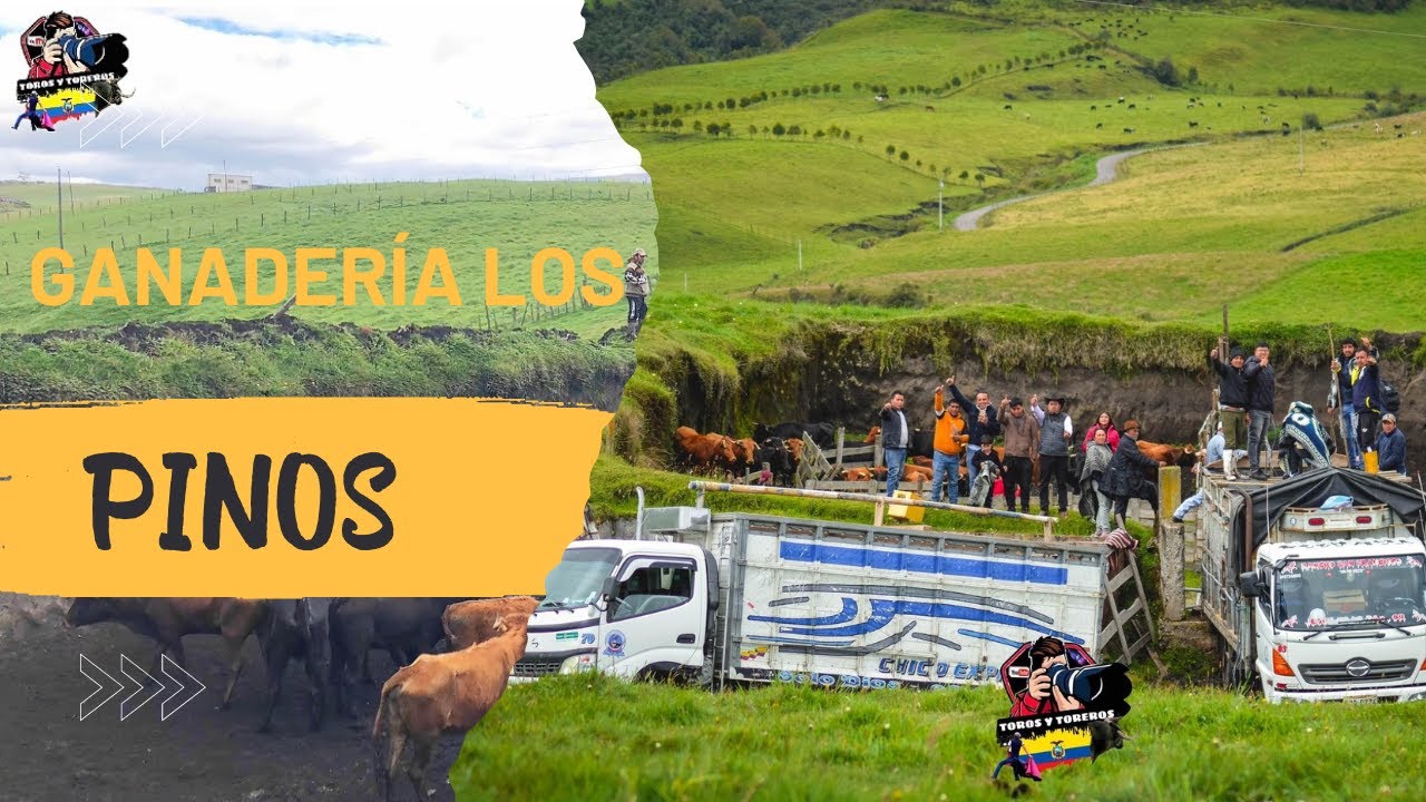EMBARQUE GANADERÍA LOS PINOS CANTÓN MOCHA