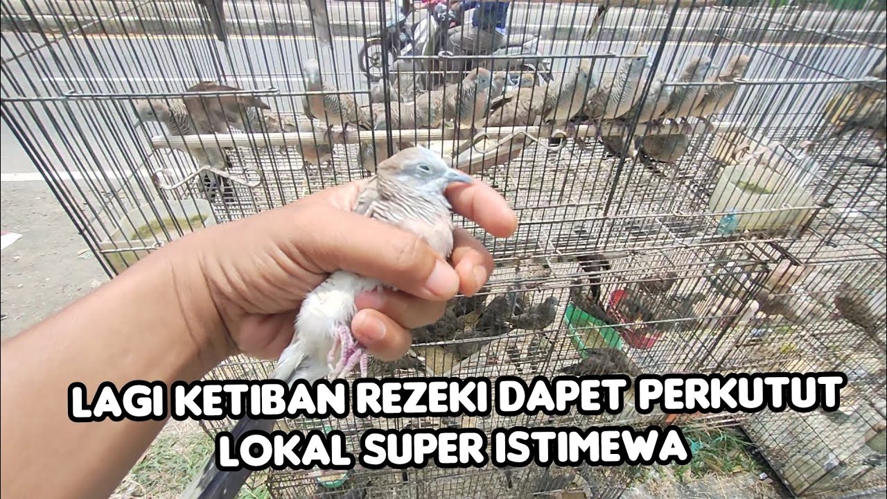 LAGI KETIBAN REZEKI DAPET PERKUTUT LOKAL SUPER ISTIMEWA