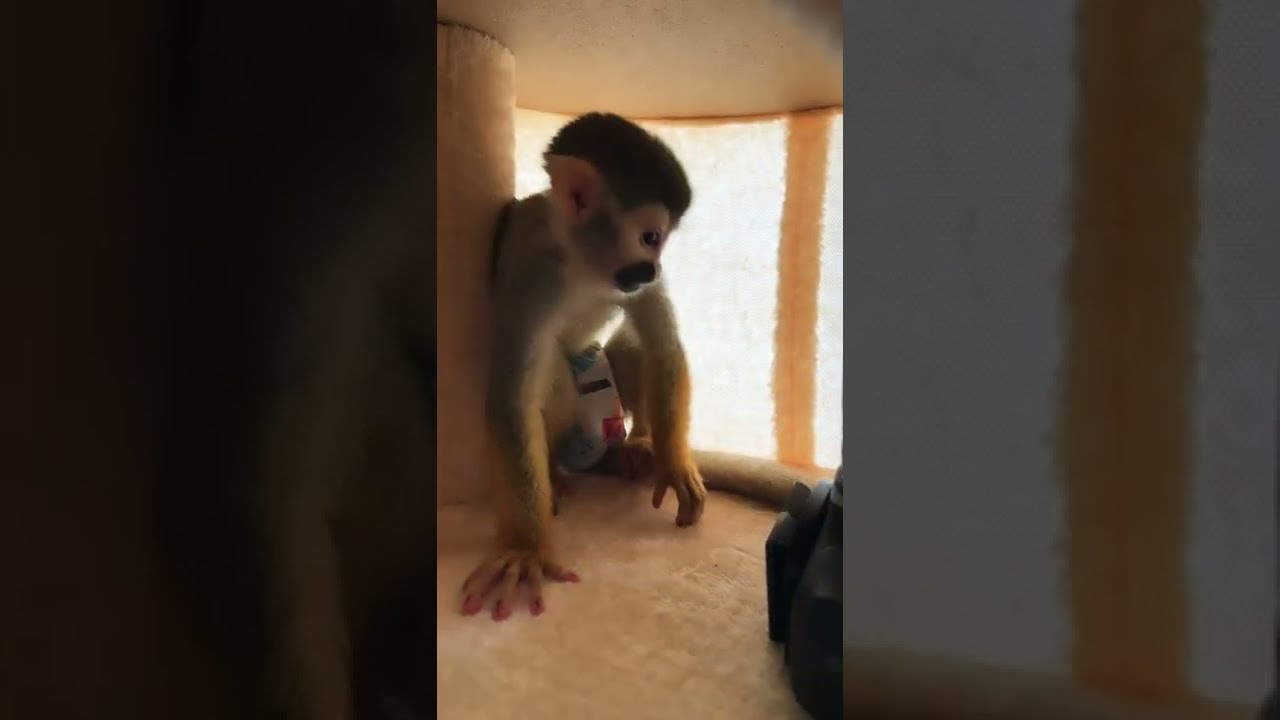 Monkey Sees You Checking Out His Pictures 🙈 #shorts #monkey