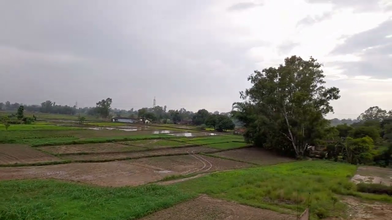 #dhaankekheti #barishkamausam #pleasantmausam #peace #villagelife #dhaankikheti #sharmila