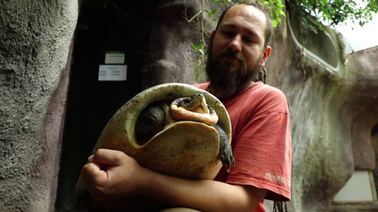Náročná želva s ostrými zoubky: Orlície bornejská je v Zoo Praha doma už přes 20 let