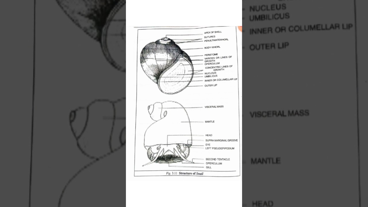 Zoology Practical in Odia,Snail,CHSE, Science,Zoology,Odia #Shorts #Odia #Zoology #Science