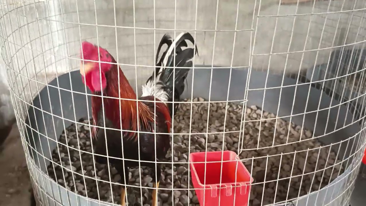 Respondiendo preguntas