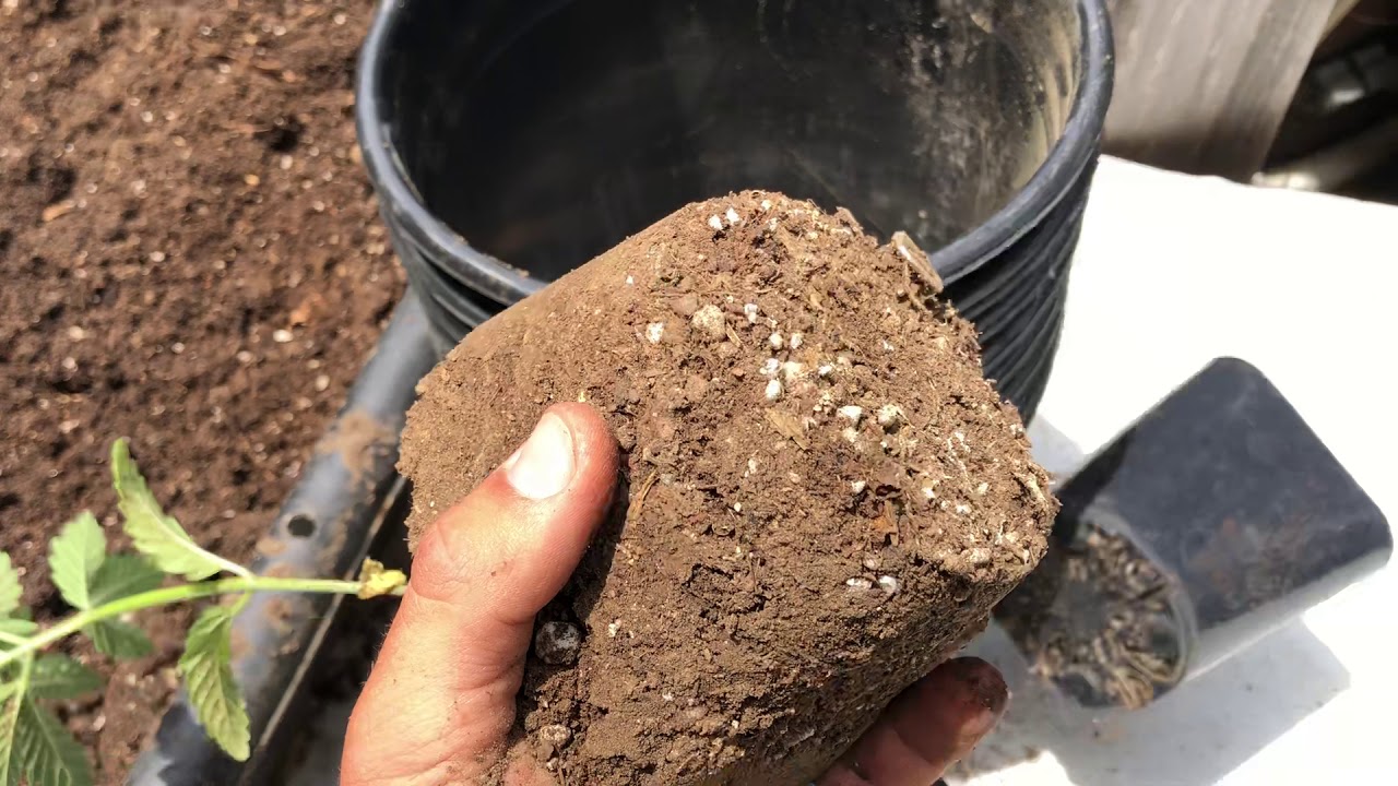 Transplanting Marijuana Seedlings