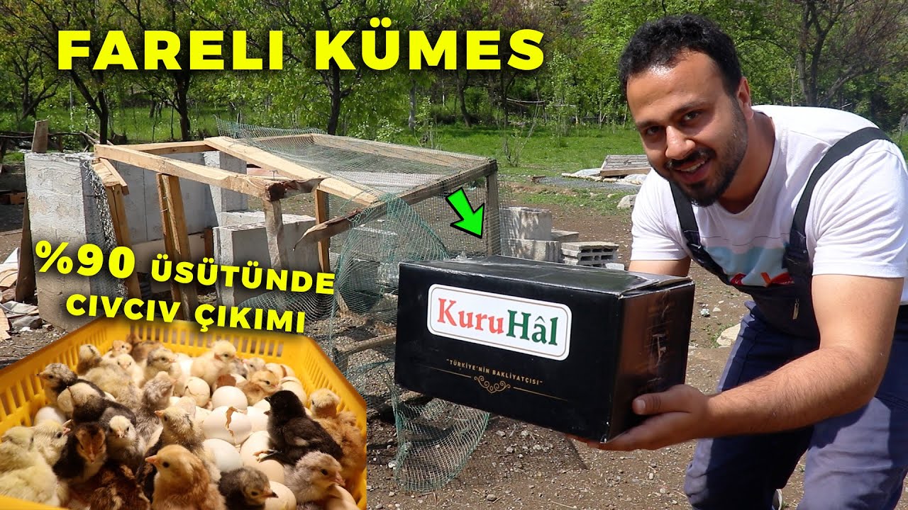 Kümes Fareli Köye Dönmüş ! Civciv Yağıyor %90'nın Üstünde Çıkım - Proegg Hobi Kuluçka Makinesi