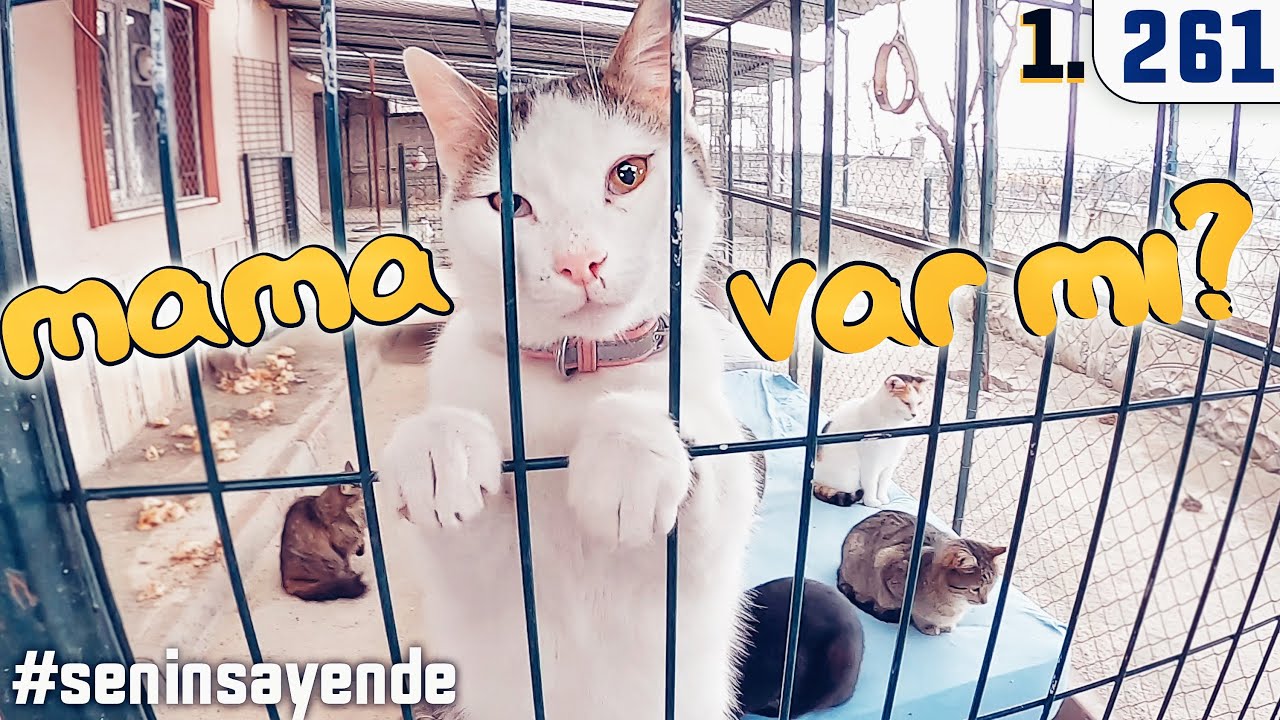 Önüm Arkam Sağım Solum Kediii - Nurhan Teyzenin Kedileri #seninsayende 1.Bölüm @DoBiDa 261