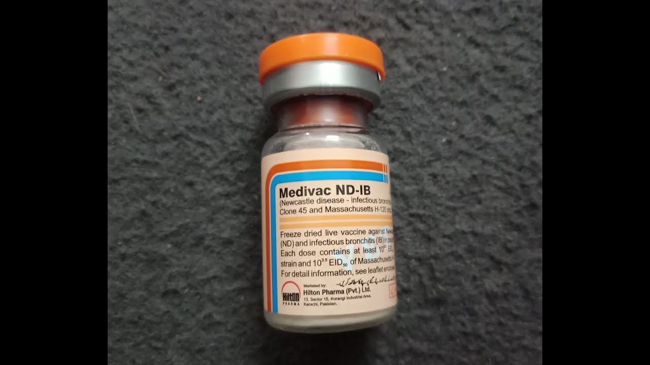 ND IB Vaccine in Urdu | Ranikhet Vaccine Ka Tarika | NewCastle | RIR Australorp Ke Pehli Vaccine