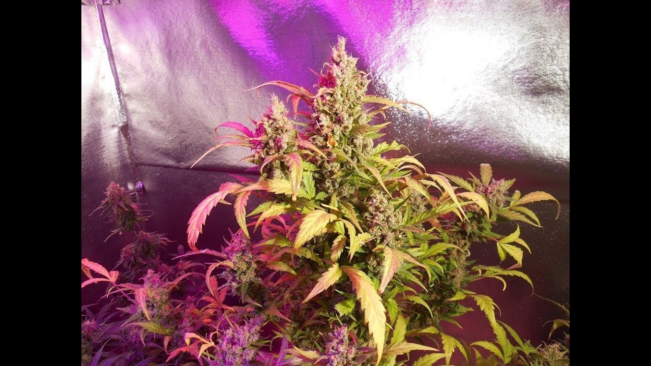 Dutch passion's AutoXtreme & ledhydroponics super helios 6