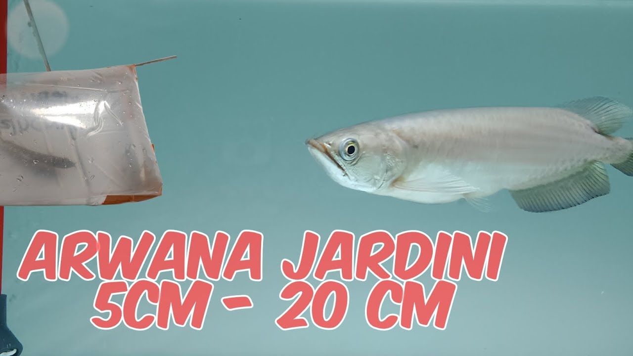 Pembesaran arwana jardini dari 5 cm - 20cm. 