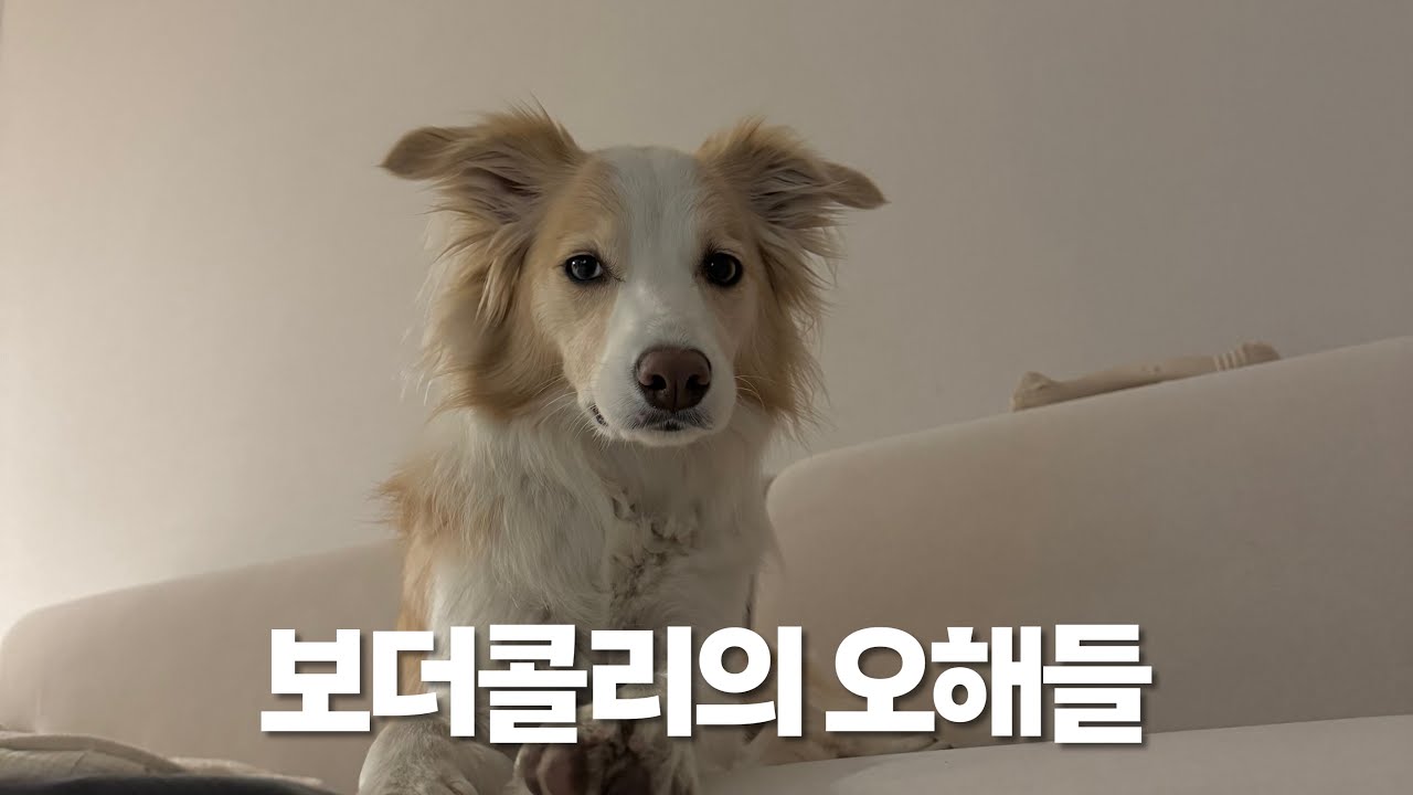 보더콜리는 일 중독자가 아니에요!