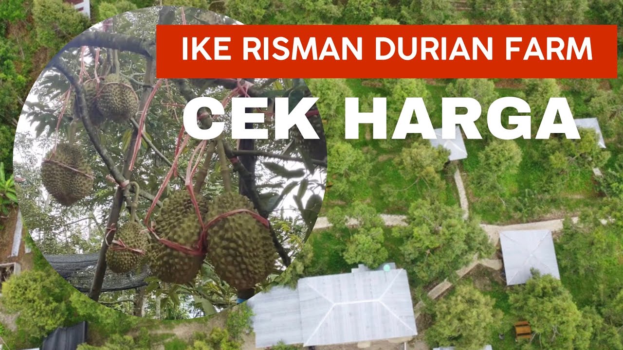 CEK HARGA DURIAN DI KEBUN DURIAN IKE RISMAN