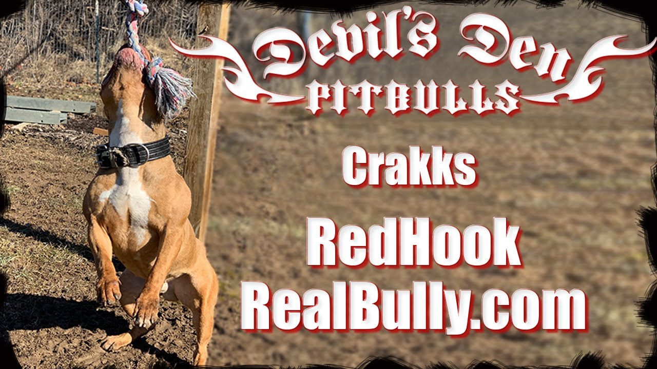 Devil's Den's Stud dog the classic American Bully