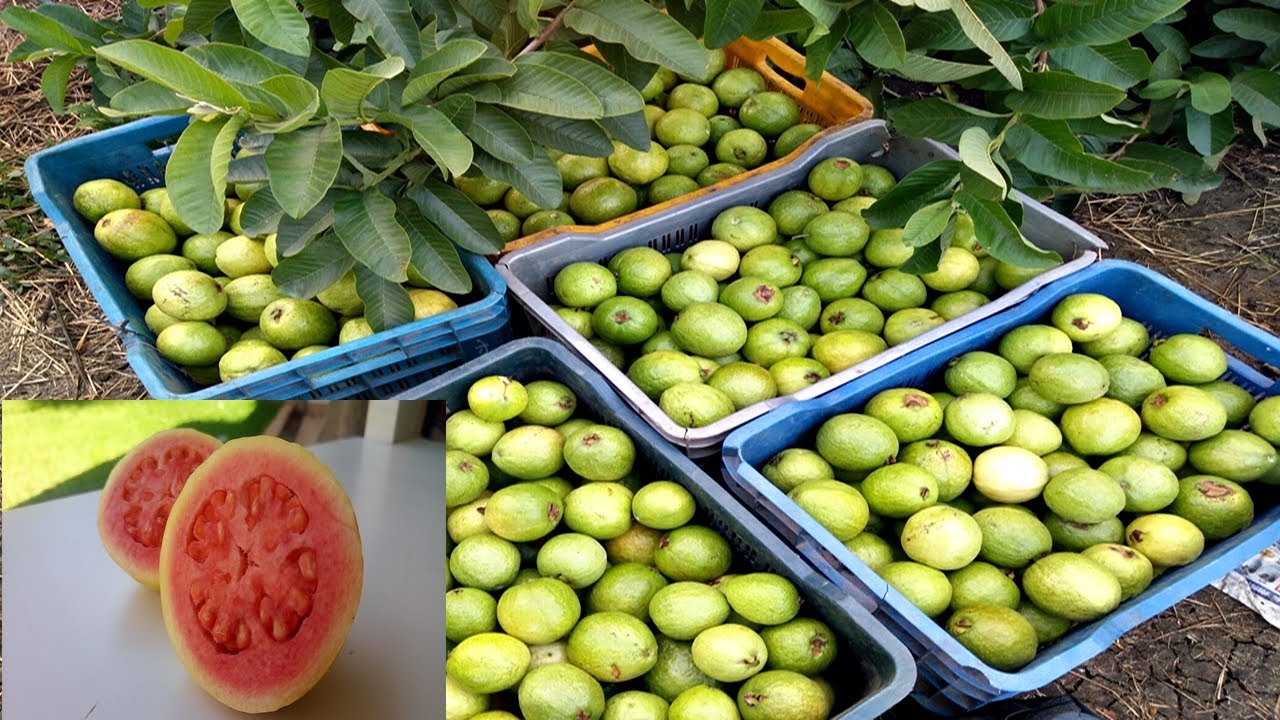 Proses pertanian jambu biji di india