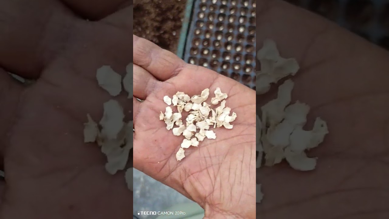 زراعة نبات الرغل يتحمل حتى مياه البحر واقصى درجات الجفاف والحرارة واغنى نبات بالبروتين والاملاح 