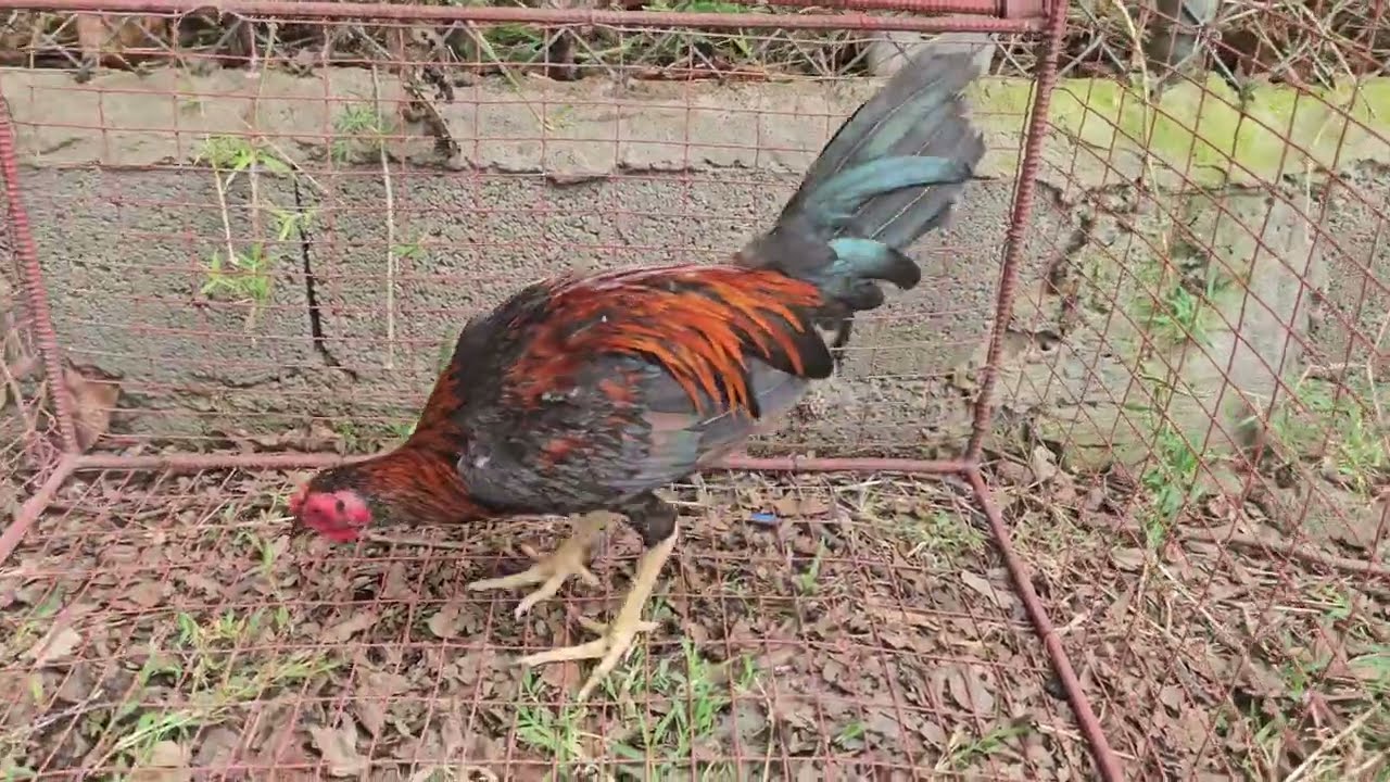 POLLOS AL MARCAJE DE ANYELI ROSA INFO. AL #829-940-5040 