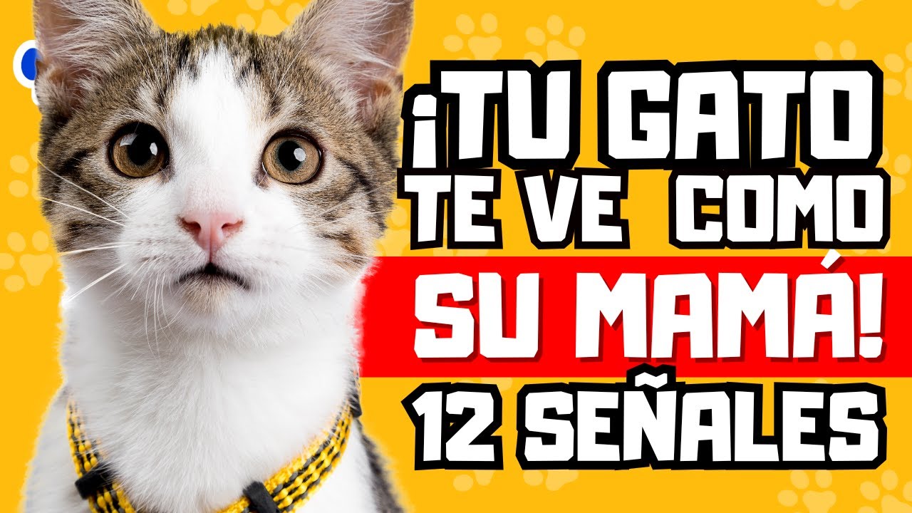 ¡Descubre las Señales de AMOR!¡Tu GATO te ve como su MADRE!