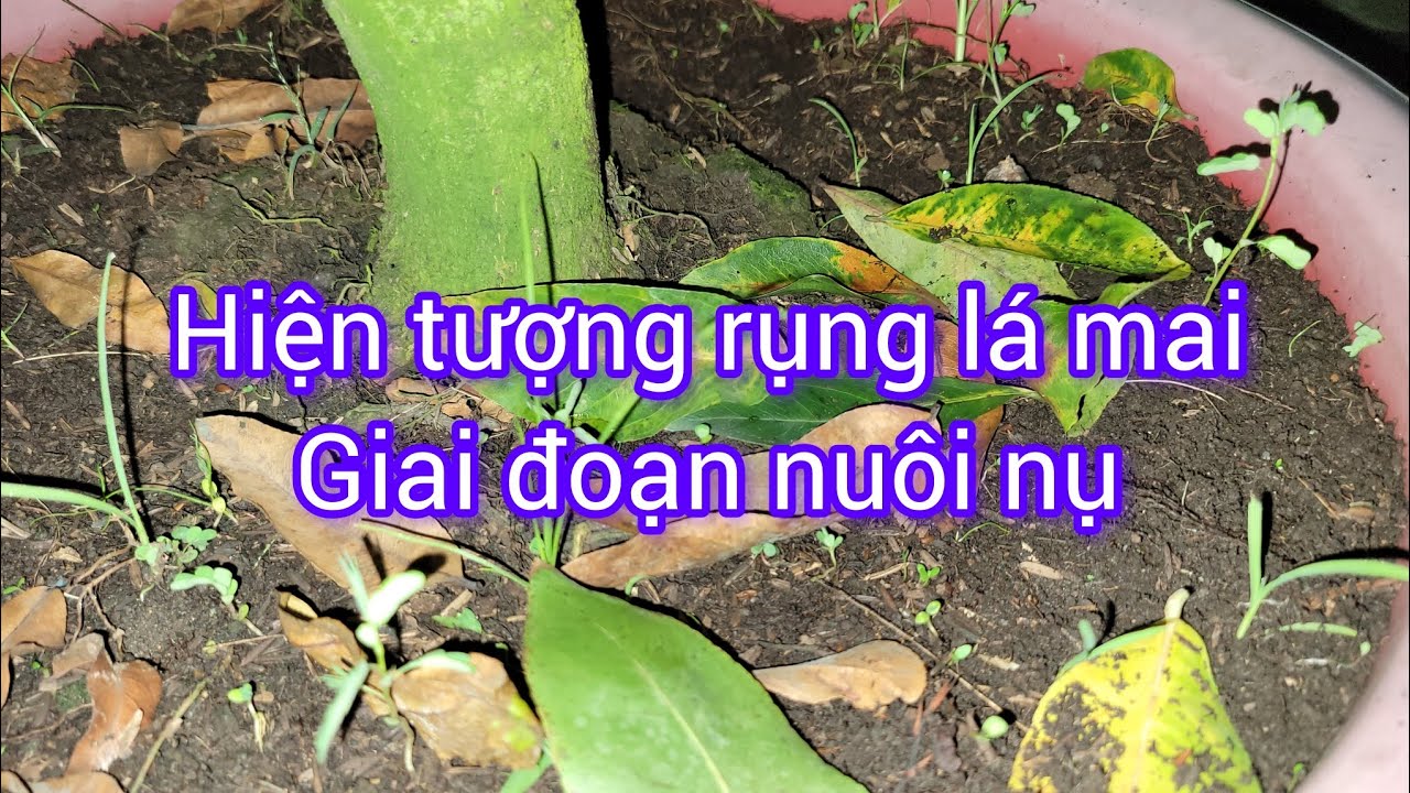 Hiện tượng rụng lá giai đoạn nuôi nụ