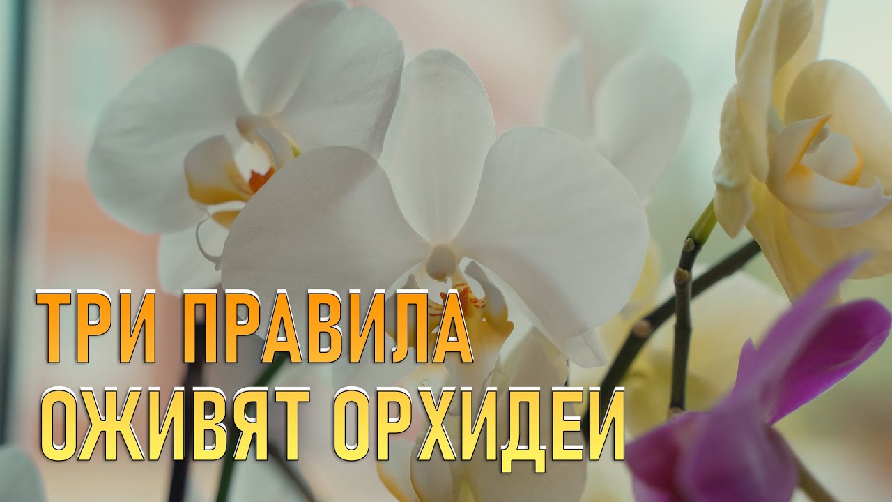 Три  простых правила для выращивания орхидеи