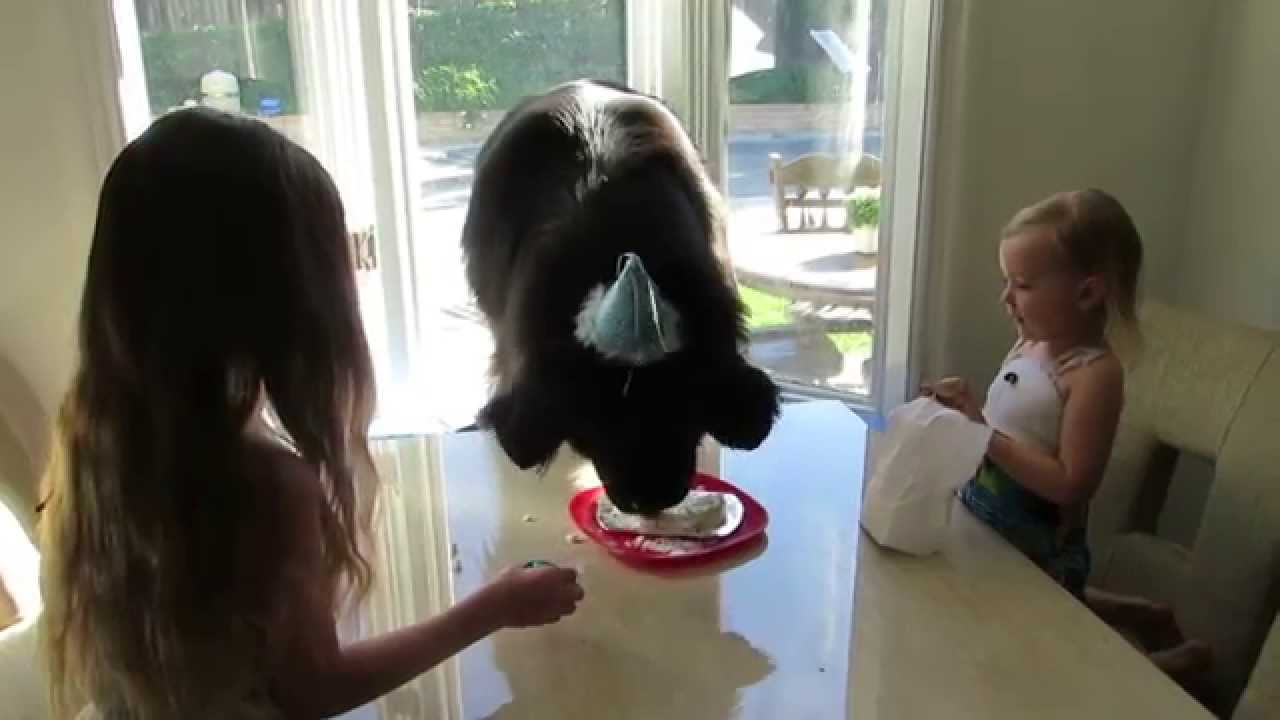 Sebastian's 7th Birthday Party!