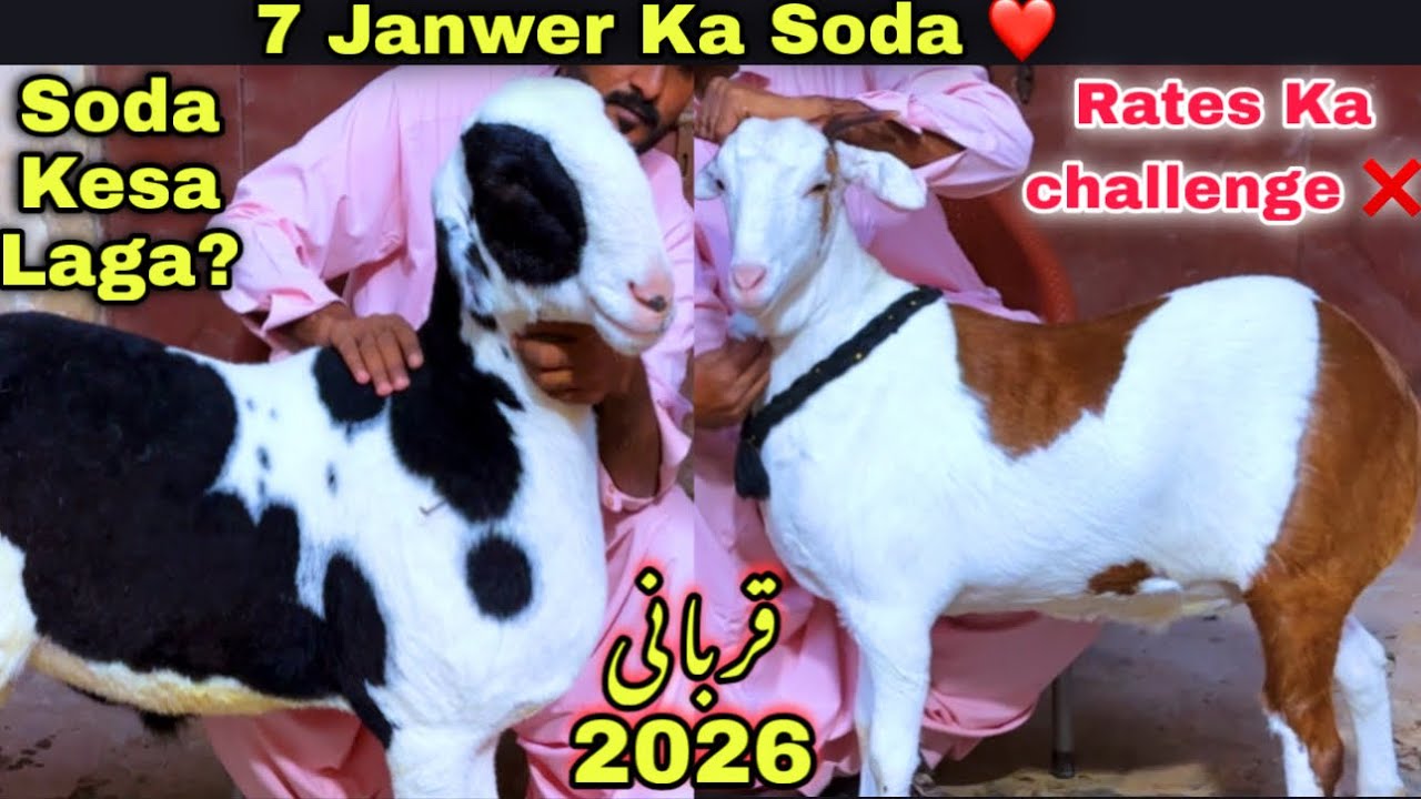 Karachi Ki Sasti Bakra Mandi 🚨 | Kajla Dumba & Bakra  | Qurbani 2026 |  Goat Farming 