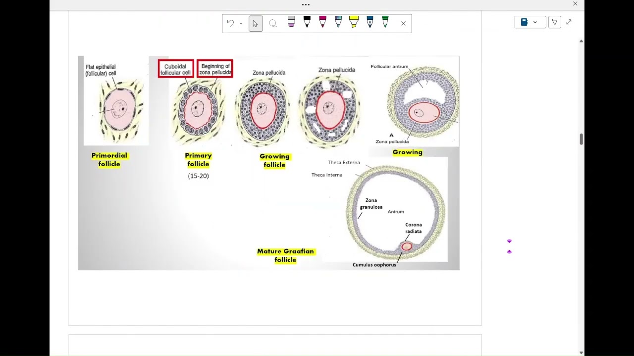 Female reproductive cycles