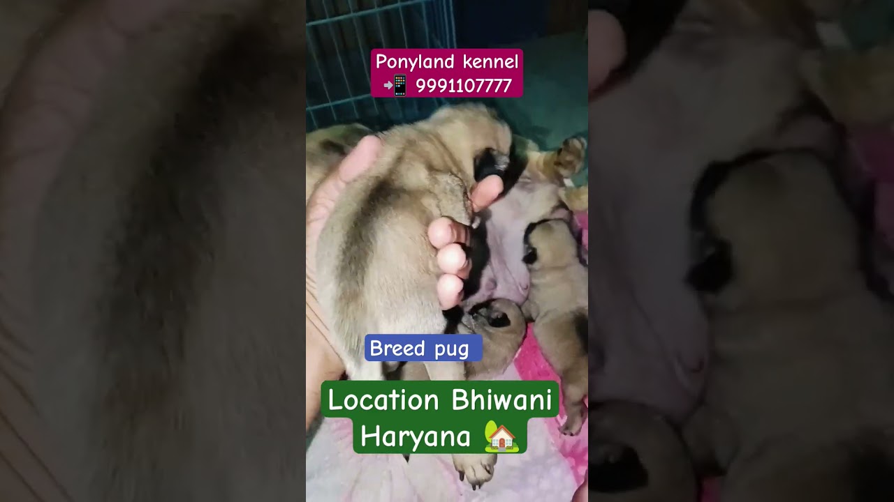 pug puppies! ponyland kennel 