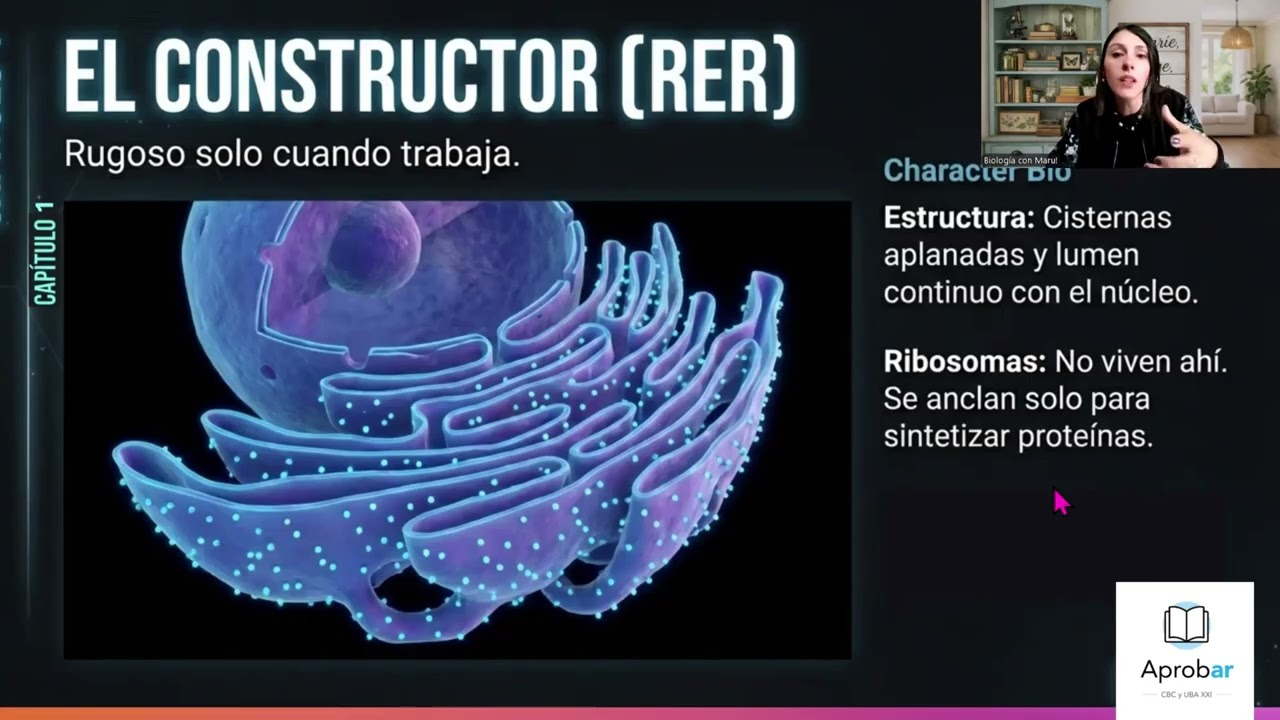 Retículo endoplasmático Rugoso/Granular