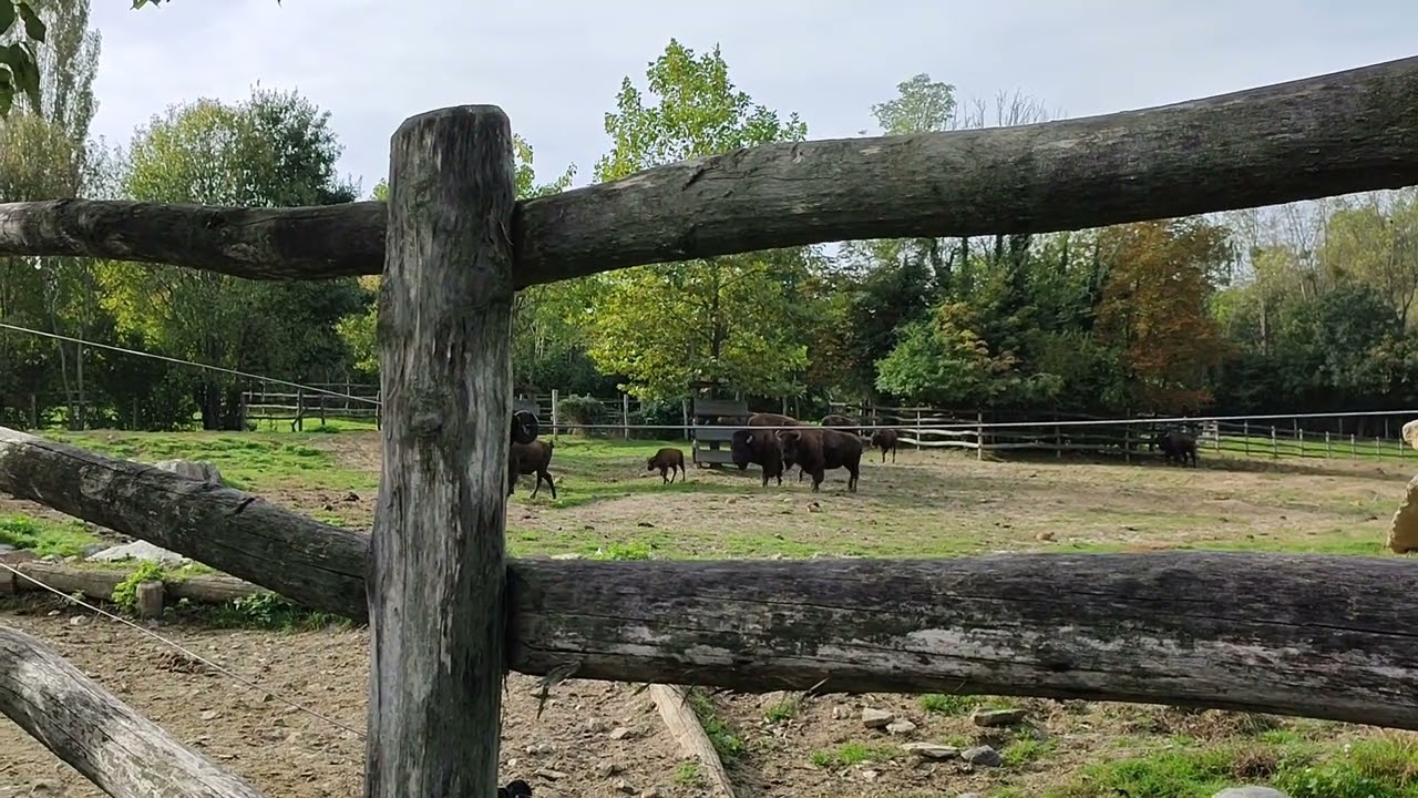 Bison Herde Amerika B&uuml;ffel Tierpark Zoo Herberstein Steiermark &Ouml;sterreich