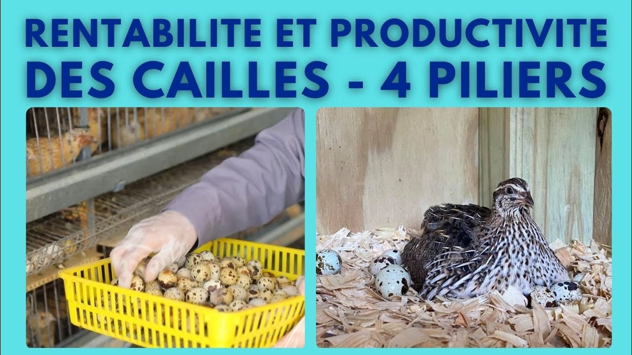 Elevage Commercial de Cailles - 4 Piliers de Rentabilité et Productivité. 