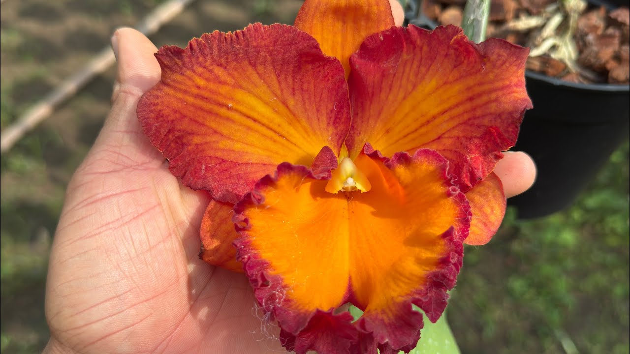 cat nụ sale , cay sưu tầm 158 , b5 vip . Zalo 0386232357 #orchid #cattleya #hoalan 