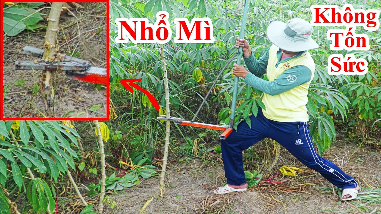 Công Việc Nhổ Cây Mì , Nhổ Cọc Trở Nên Rất Đơn Giản Với Công Cụ Này / Cách Chế Máy Nhổ Mì Nhổ Cọc