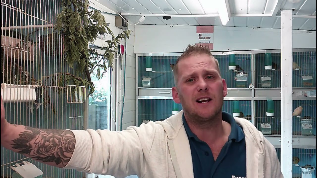 Breeding British Birds Mules and Hybrids episode 16