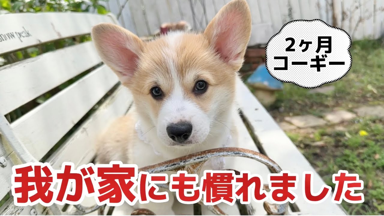 パピーコーギーお家生活2週間が経ちました。元気いっぱいです