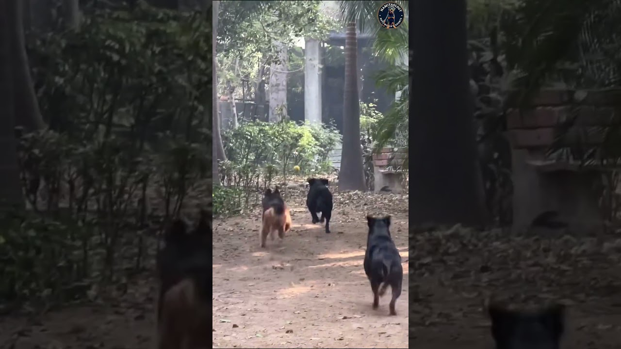 German Shepherd Zoey Is A Danger On The Field 