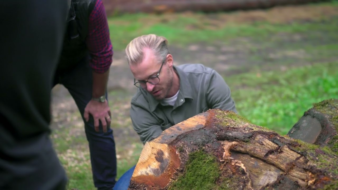 European Forest | MADERA