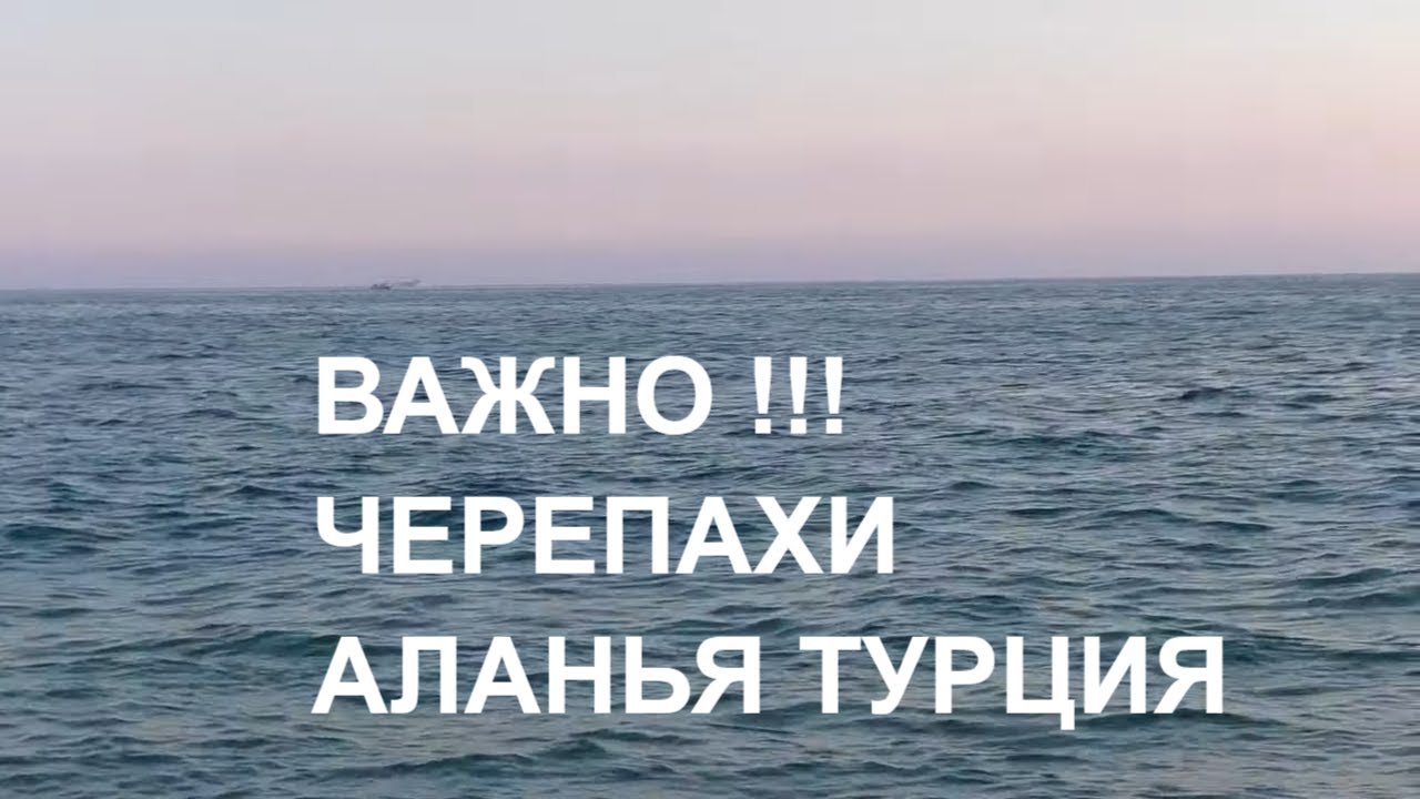 ТУРЦИЯ АЛАНЬЯ ОСТОРОЖНО ЧЕРЕПАХА БЕРЕГИТЕ И УВАЖАЙТЕ ЖИВОТНЫХ