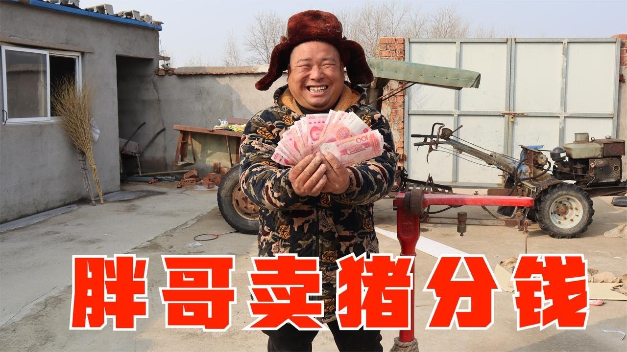 胖哥賣了三頭大肥猪，高興的開始分錢，硬塞了1000塊給老丈人【小喬家胖大哥】