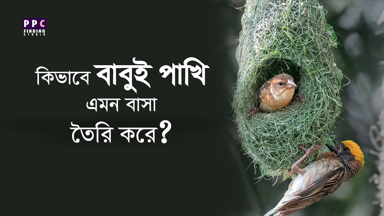 কিভাবে এরা এত শক্তিশালী ও নিরাপদ বাসা তৈরি করে | What makes Baya Weaver Nests so STRONG and Safe?