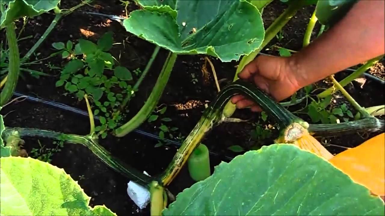 Giant Pumpkins 1000 lbs & growing fast! Feeding Advanced Nutrients & sliding back a Monster Pumpkin 