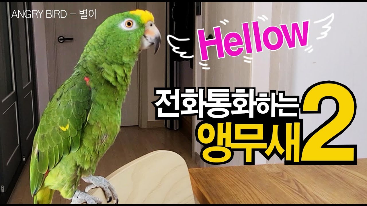 전화통화하는 앵무새 별이 / 아마존앵무!!! 아는 단어 총동원해 통화하기/엄마가통화중인데 별이가 끼어들어 혼자떠들고 혼자 말하다가 결국 화가난 ANGRY BIRD