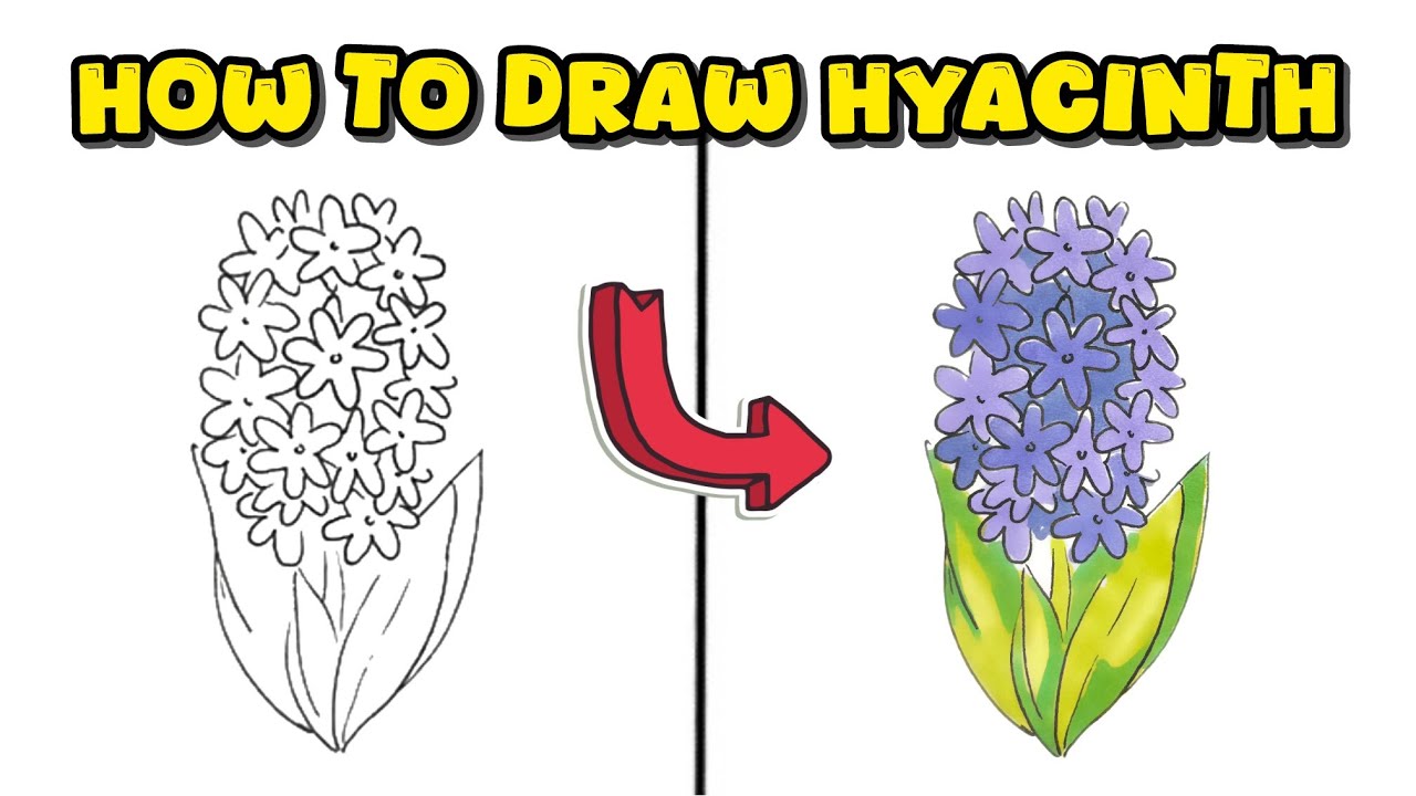 How to Draw a Hyacinth – Beautiful Flower Drawing Tutorial with Colors