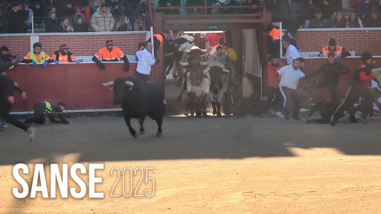 San Sebantián de los Reyes 2025 Encierro y Capea con Toros Bravos