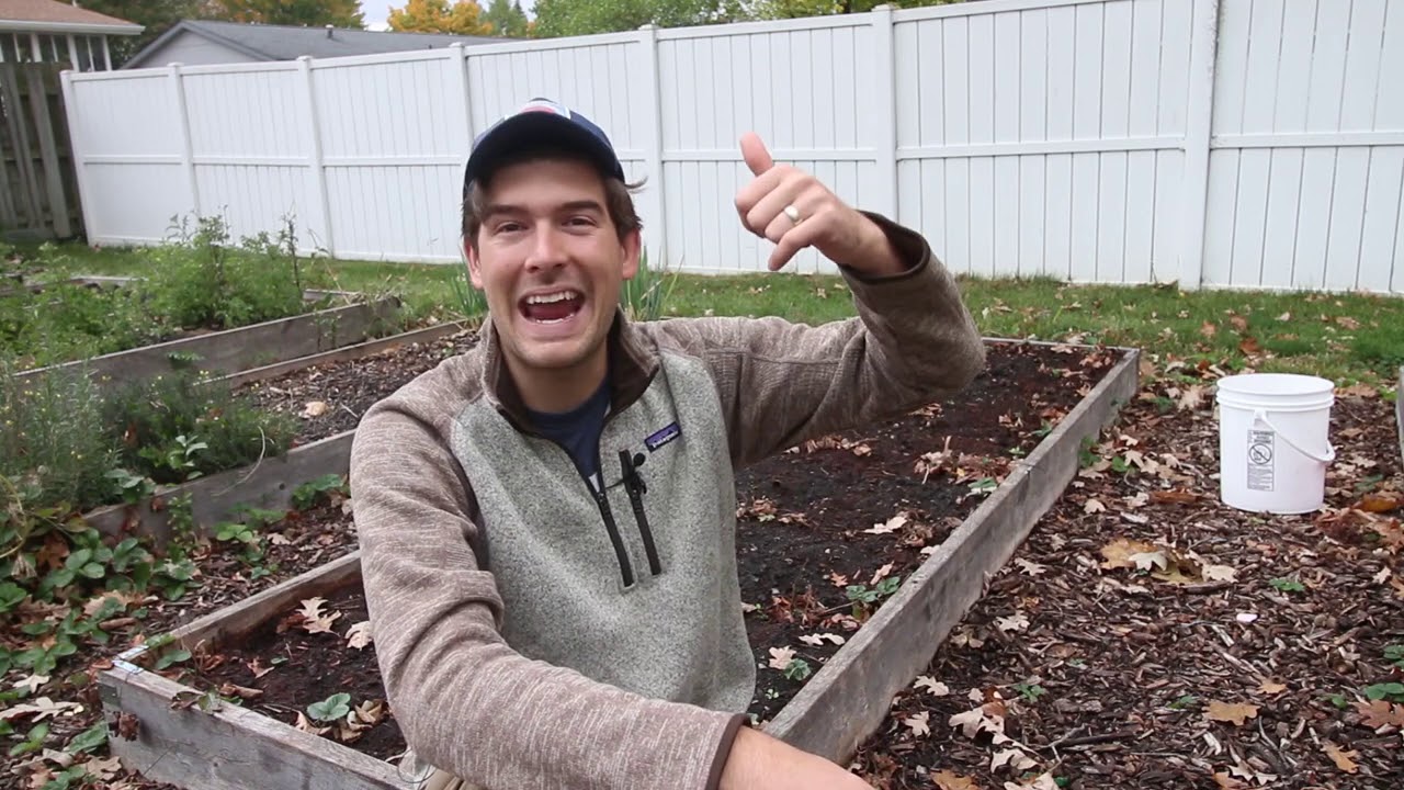 I Was 100% Sure Our Strawberry Beds DIED and then a Miracle Happened