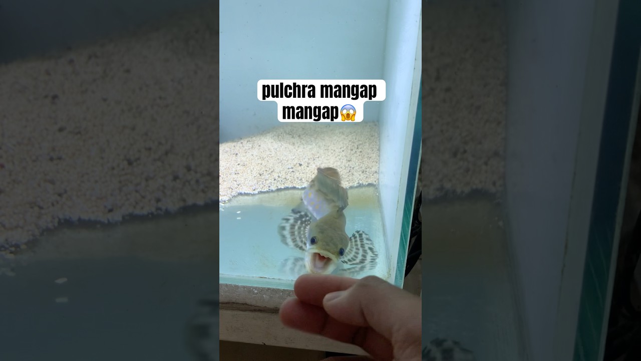 ikan channa pulchra mangap mangap😱🤙🏼 #channa #beranda #shorts #shortvideo #pulchra  #snakehead