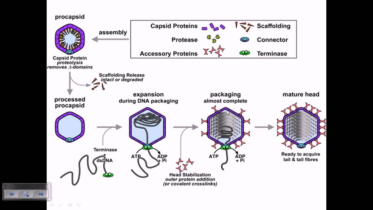 Assembly of T4 phage particles