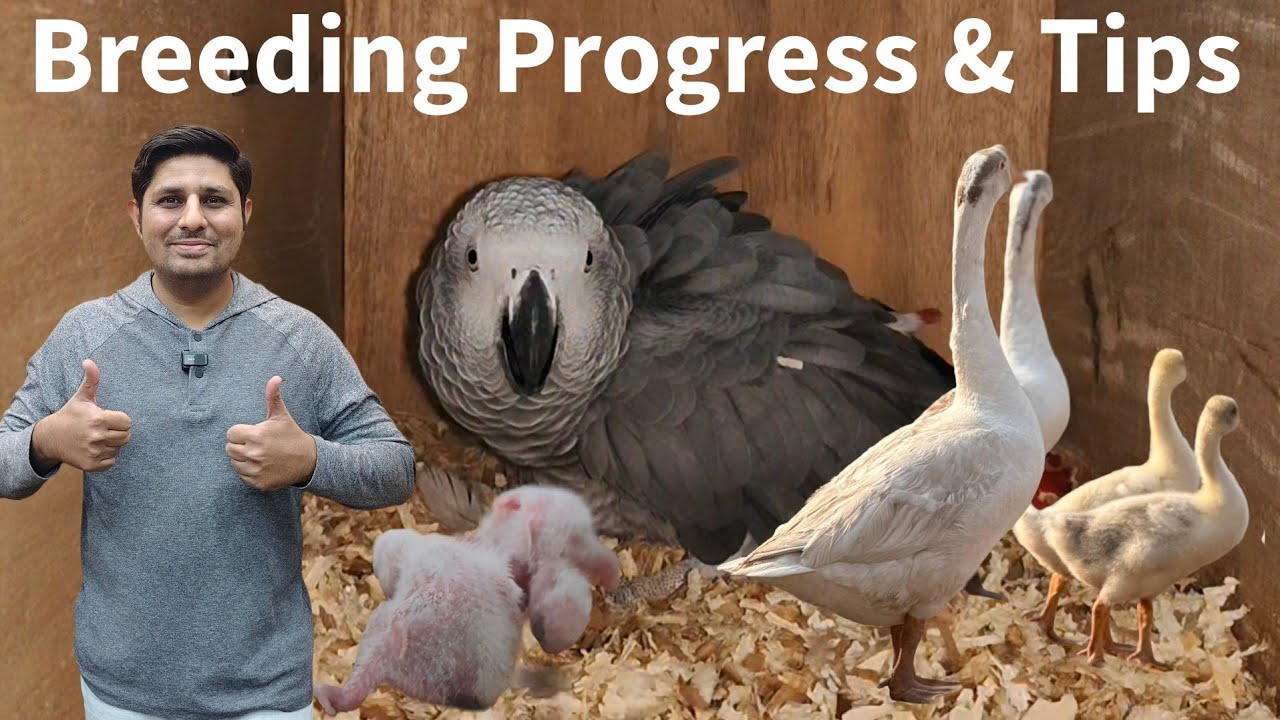 African Grey Parrot Breeding Progress | King Goose Breeding Tips | HA Aviary Danta Gujarat