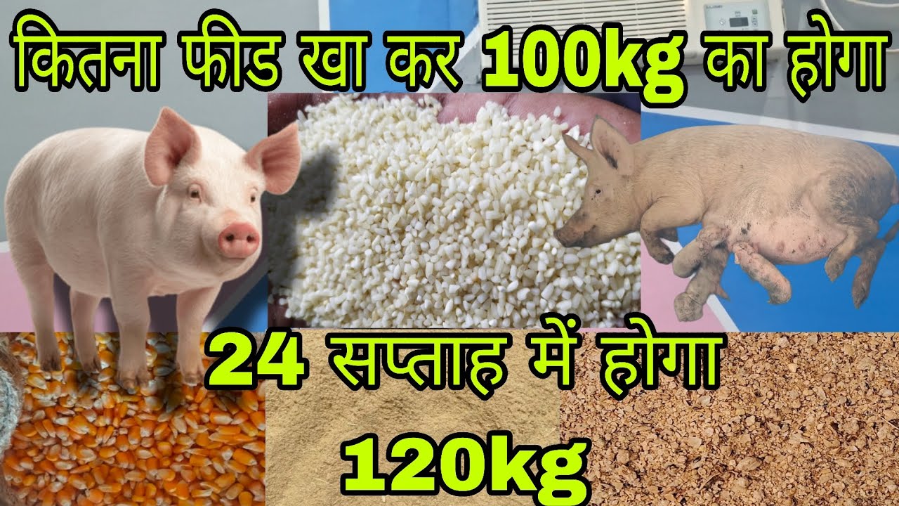 कितना Feed खा कर होगा 100kg|24 सप्ताह में होगा सूअर 120kg|sukar palan|pig farm|सूअर पालन #pigfarm 
