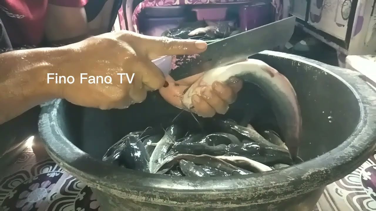BEGINI CARA MEMOTONG LELE SUPER CEPAT,PRAKTIS dan AMAN@finofanotv