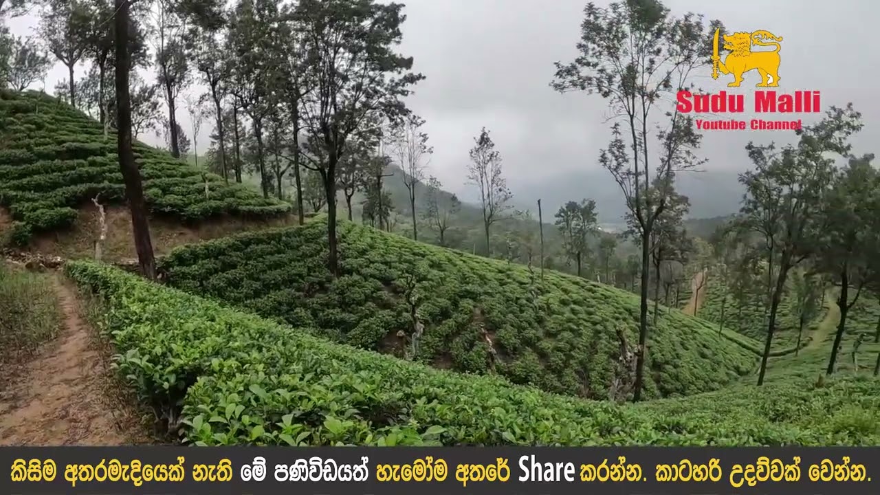 38 acres tea land for sales in Badulla for Rs. 87.50 million (Total Value Of Land)